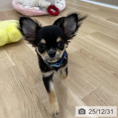 神奈川県のチワワ(ロング) (ペットプラス 相模原並木店/2025年9月5日生まれ/男の子/ブラックタンホワイト)の子犬の4枚目の画像