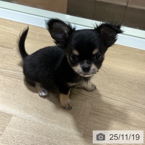 神奈川県のチワワ(ロング) (ペットプラス 相模原並木店/2025年9月5日生まれ/男の子/ブラックタンホワイト)の子犬の3枚目の画像