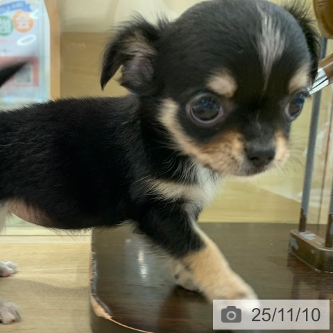 東京都のチワワ(ロング) (ペットプラス アクアシティお台場店/2025年9月5日生まれ/女の子/ブラックタンホワイト)の子犬の4枚目の画像