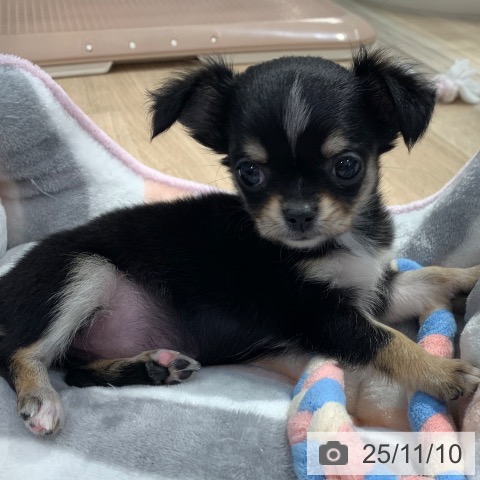 東京都のチワワ(ロング) (ペットプラス アクアシティお台場店/2025年9月5日生まれ/女の子/ブラックタンホワイト)の子犬の3枚目の画像