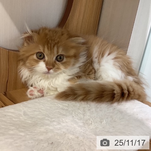 埼玉県のスコティッシュフォールド (ペットプラス ららぽーと新三郷店/2025年8月23日生まれ/女の子/レッドタビーホワイト)の子猫の4枚目の画像