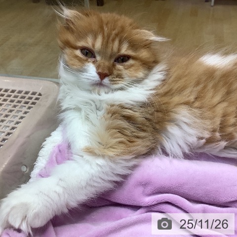 埼玉県のスコティッシュフォールド (ペットプラス ららぽーと新三郷店/2025年8月23日生まれ/女の子/レッドタビーホワイト)の子猫の3枚目の画像