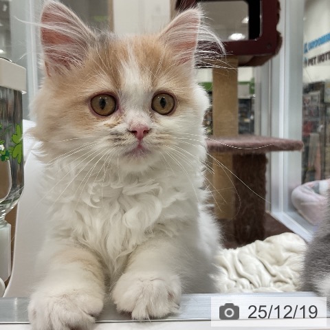福岡県のスコティッシュフォールド (ペットプラス 香椎浜店/2025年8月22日生まれ/女の子/ダイリュートキャリコ)の子猫の4枚目の画像