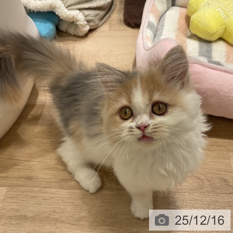 福岡県のスコティッシュフォールド (ペットプラス 香椎浜店/2025年8月22日生まれ/女の子/ダイリュートキャリコ)の子猫の4枚目の画像