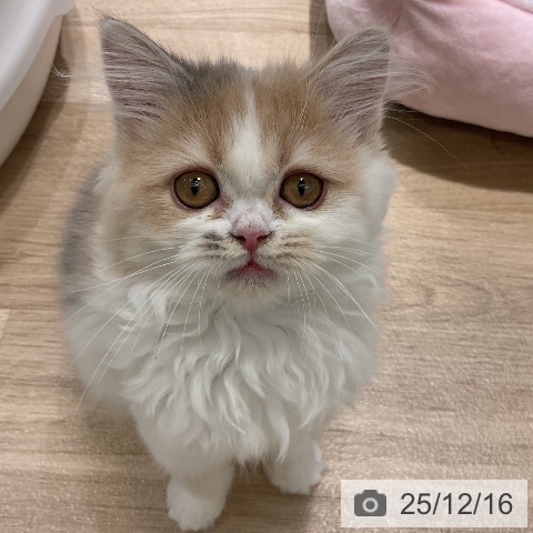 福岡県のスコティッシュフォールド (ペットプラス 香椎浜店/2025年8月22日生まれ/女の子/ダイリュートキャリコ)の子猫の3枚目の画像