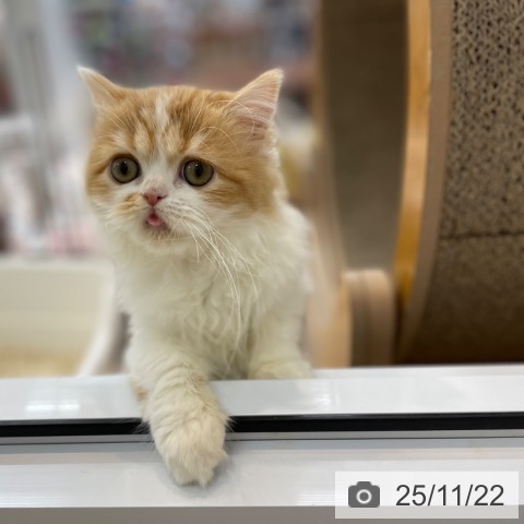 スコティッシュフォールドの写真