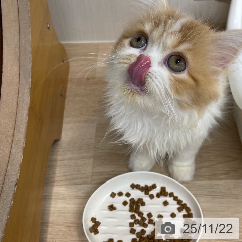 スコティッシュフォールドの写真