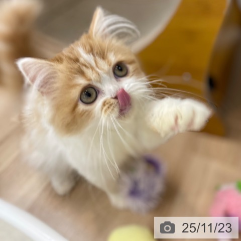 スコティッシュフォールドの写真