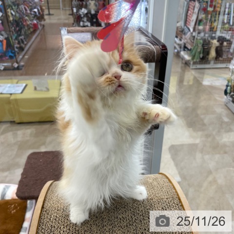 スコティッシュフォールドの写真