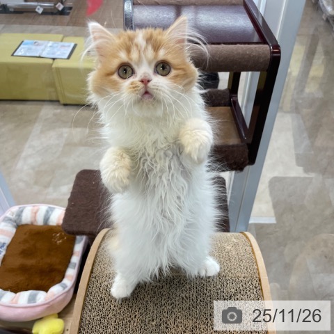 スコティッシュフォールドの写真