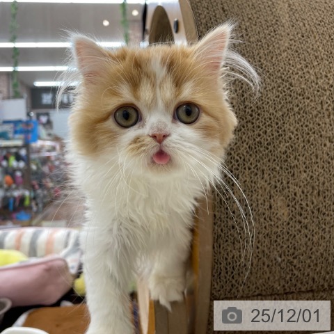 スコティッシュフォールドの写真