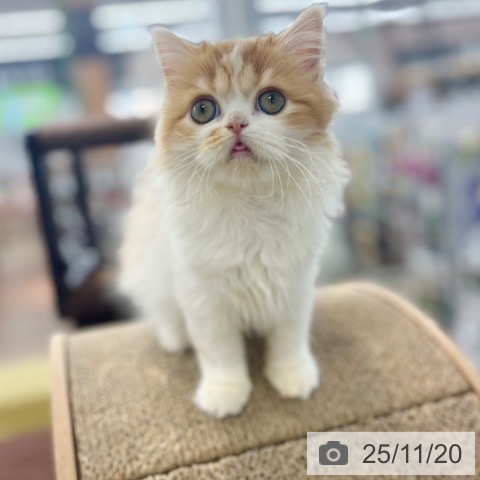 スコティッシュフォールドの写真