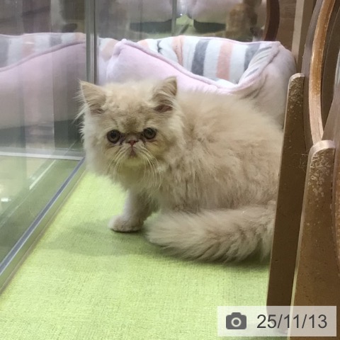 茨城県のエキゾチック (ペットプラス つくば店/2025年8月20日生まれ/男の子/クリームタビー)の子猫の4枚目の画像