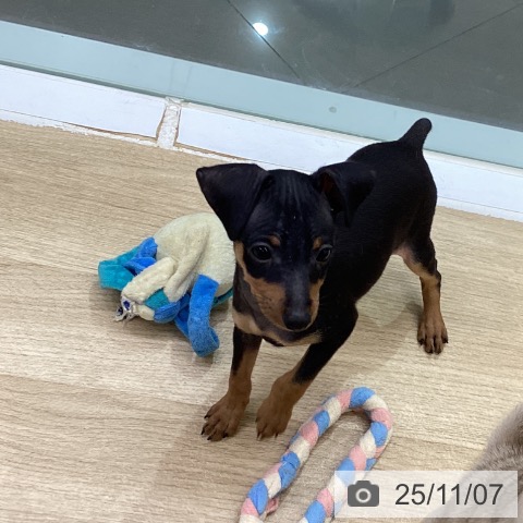 ミニチュア・ピンシャーの写真