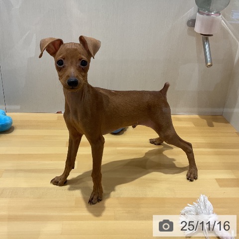 ミニチュア・ピンシャーの写真