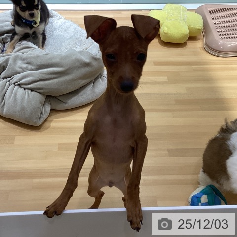 埼玉県のミニチュアピンシャー (ペットプラス 与野店/2025年8月24日生まれ/男の子/レッド)の子犬の3枚目の画像