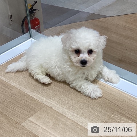 ビション・フリーゼの写真