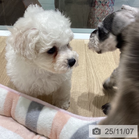 長野県のビションフリーゼ (ペットプラス 須坂店/2025年9月5日生まれ/男の子/ホワイト)の子犬の4枚目の画像