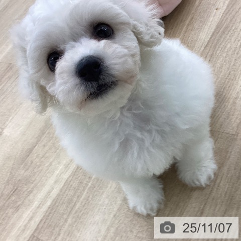 ビション・フリーゼの写真