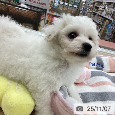 ビション・フリーゼの写真