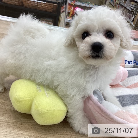 ビション・フリーゼの写真