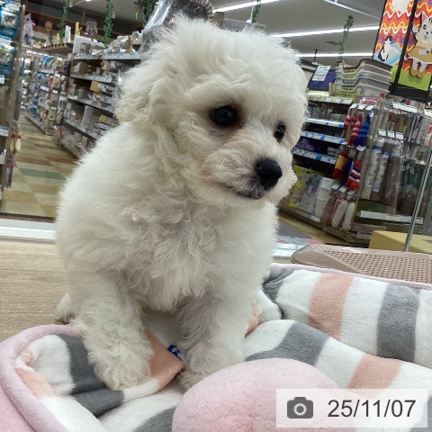 ビション・フリーゼの写真