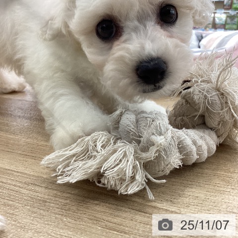 ビション・フリーゼの写真