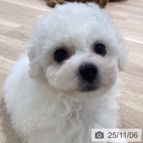 ビション・フリーゼの写真