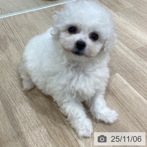 ビション・フリーゼの写真