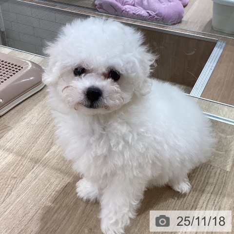 神奈川県のビションフリーゼ (ペットプラス ゆめが丘ソラトス店/2025年9月5日生まれ/男の子/ホワイト)の子犬の4枚目の画像