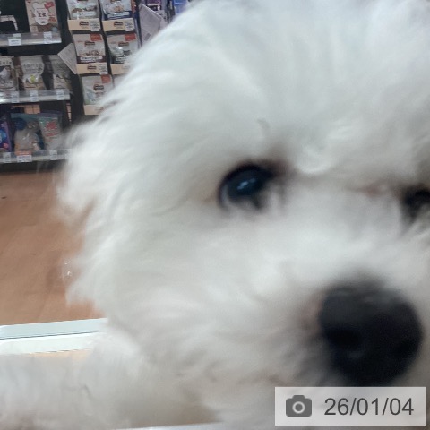 神奈川県のビションフリーゼ (ペットプラス 海老名店/2025年9月5日生まれ/男の子/ホワイト)の子犬の4枚目の画像