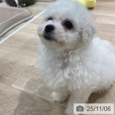 ビション・フリーゼの写真