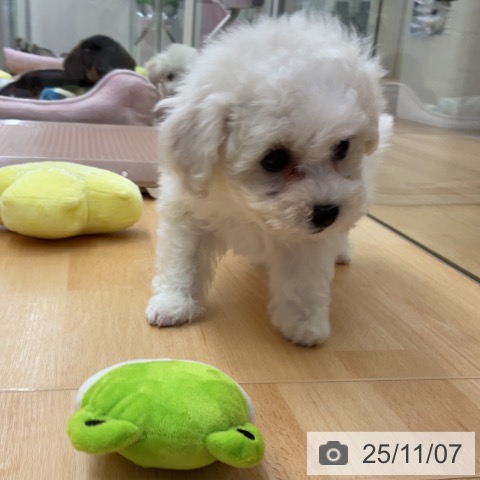 ビション・フリーゼの写真