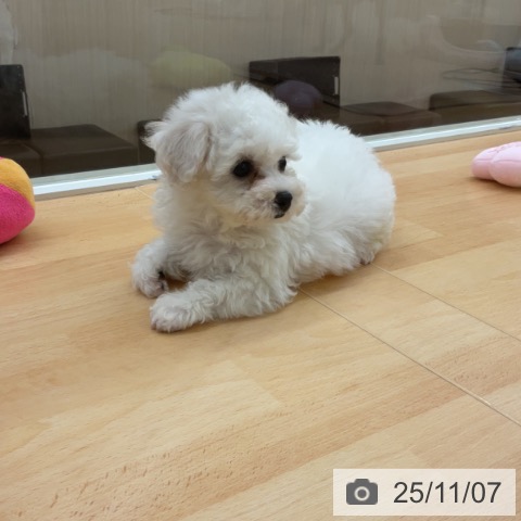 ビション・フリーゼの写真