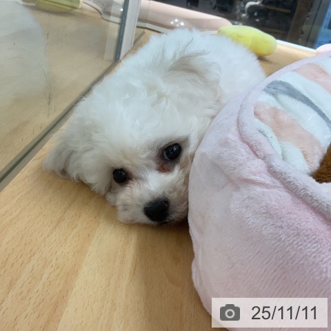 ビション・フリーゼの写真