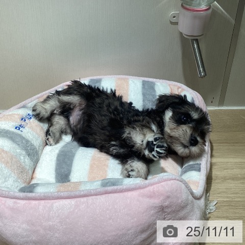 ミニチュア・シュナウザーの写真