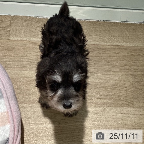 ミニチュア・シュナウザーの写真