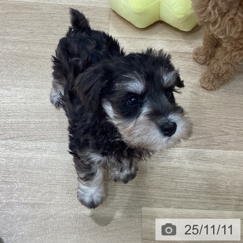 ミニチュア・シュナウザーの写真