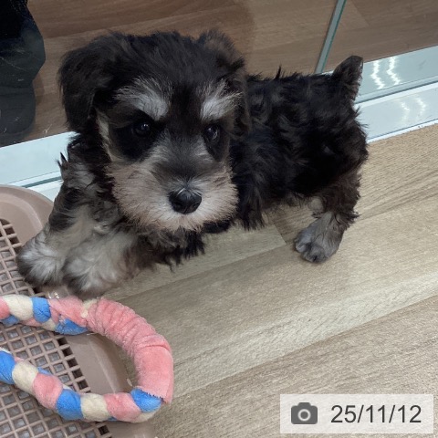 ミニチュア・シュナウザーの写真