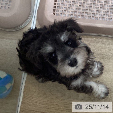 ミニチュア・シュナウザーの写真