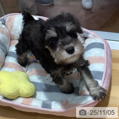 ミニチュア・シュナウザーの写真