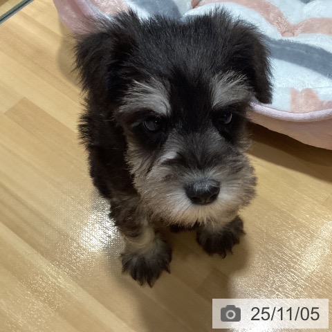 ミニチュア・シュナウザーの写真