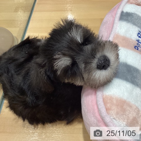 ミニチュア・シュナウザーの写真