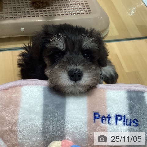 ミニチュア・シュナウザーの写真