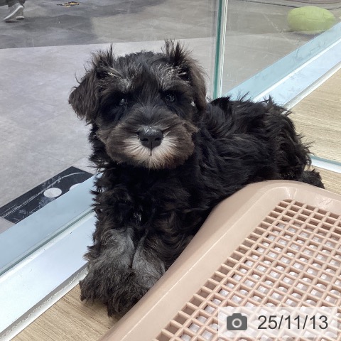 ミニチュア・シュナウザーの写真