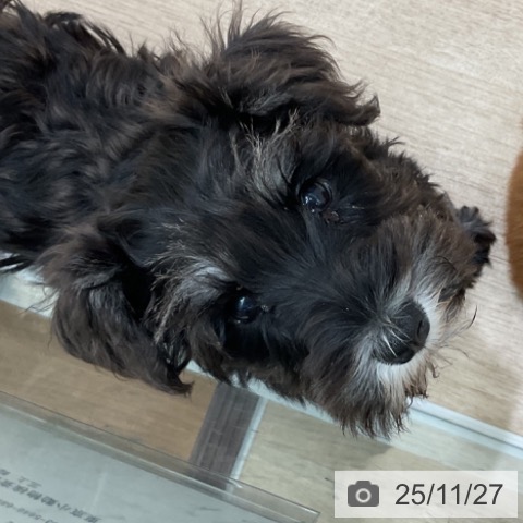 神奈川県のミニチュアシュナウザー (ペットプラス 天王町店/2025年8月30日生まれ/女の子/ソルトペッパー)の子犬の3枚目の画像