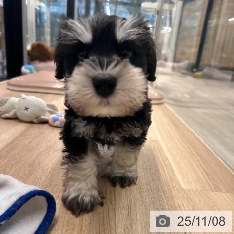 ミニチュア・シュナウザーの写真