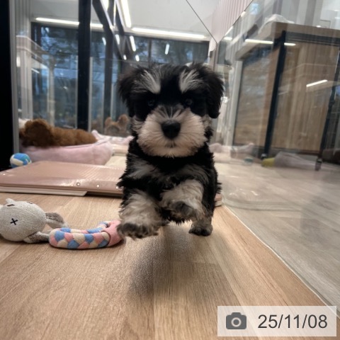 ミニチュア・シュナウザーの写真