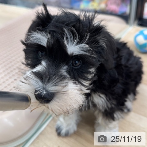 神奈川県のミニチュアシュナウザー (ペットプラス 武蔵小杉店/2025年8月30日生まれ/女の子/ブラックシルバー)の子犬の4枚目の画像