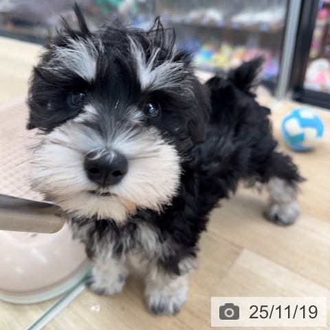 神奈川県のミニチュアシュナウザー (ペットプラス 武蔵小杉店/2025年8月30日生まれ/女の子/ブラックシルバー)の子犬の3枚目の画像